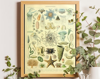 Vintage Adolphe Millot Oceanography Print, Sea Life Mollusk Poster