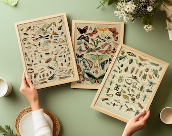 Adolphe Millot Insect Prints, Vintage Butterfly Art Illustrations, Antique Wall Pictures (Set of 3)
