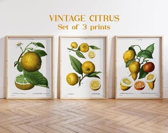 Vintage Citrus Print Set of 3, Giclee, Antique Botanical, Citrus Prints, Vintage Fruit, Wall Art, Kitchen Art, Fruit Prints, Citrus Wall Art