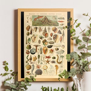 Vintage Mollusc Science Print Adolphe Millot Molluscs Poster Sea Life Poster Larousse Illustrations Vintage Mollusc Prints Gift Idea Sea