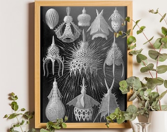 Ernst Haeckel Cyrtoidea Print Shell Formations Art Vintage Nautical Decor Ocean Wall Art Coastal art Coastal decor Ocean life print Shells