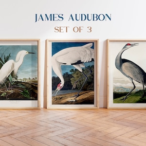 Vintage Birds Set of 3 Prints, Crane Print, Bird Prints, Snowy Heron Print, Wall Art Decor, Bird Wall Art, Vintage Audubon, Coastal decor
