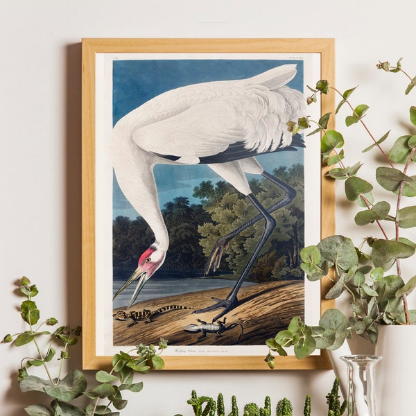 Whooping crane, whooping cranes, Hooping crane, Audubon crane, Audubon prints, Audubon posters, Audubon birds, whooping crane art, Wildlife