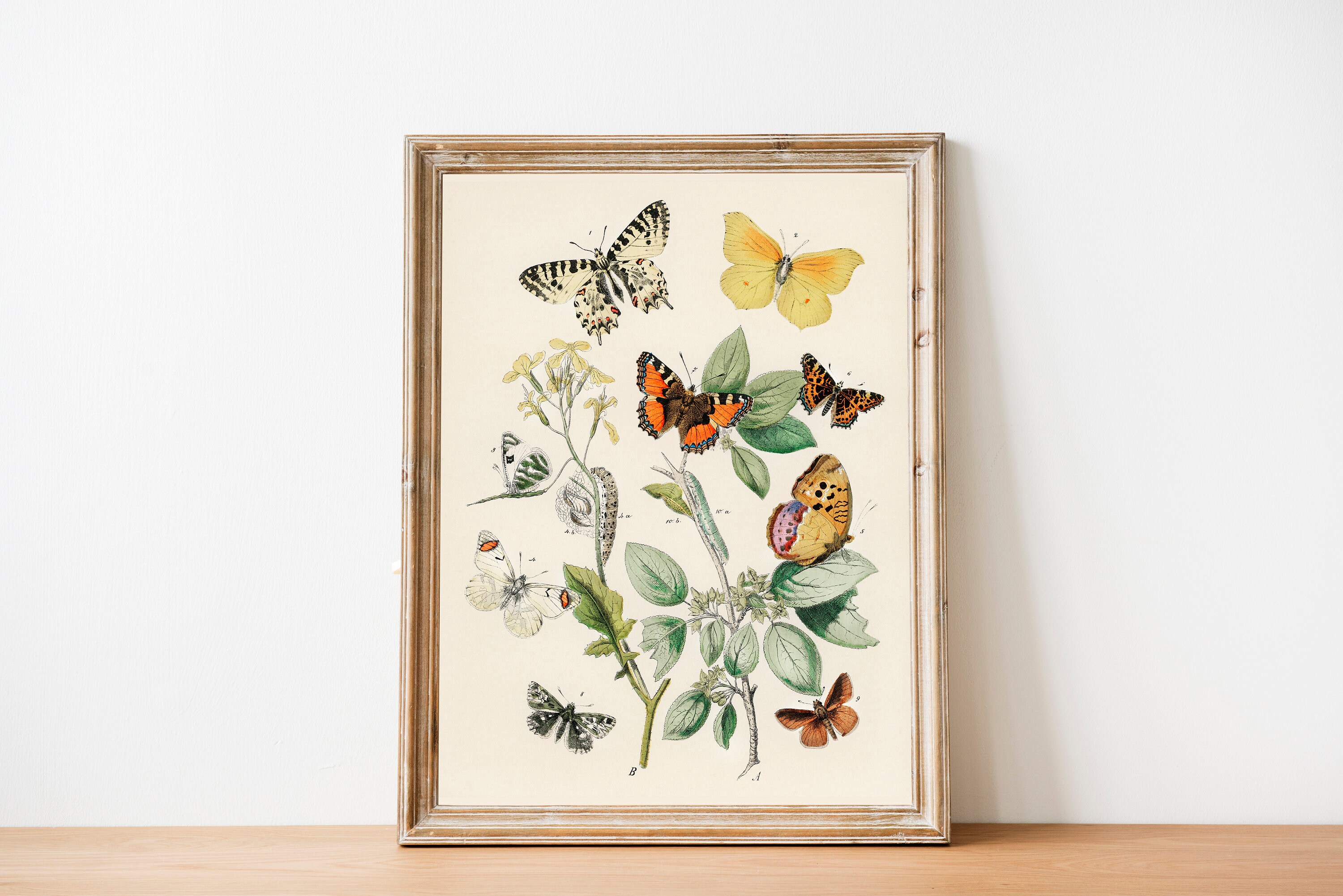 Vintage Butterfly Wall Art Butterfly Art Prints Butterfly Etsy