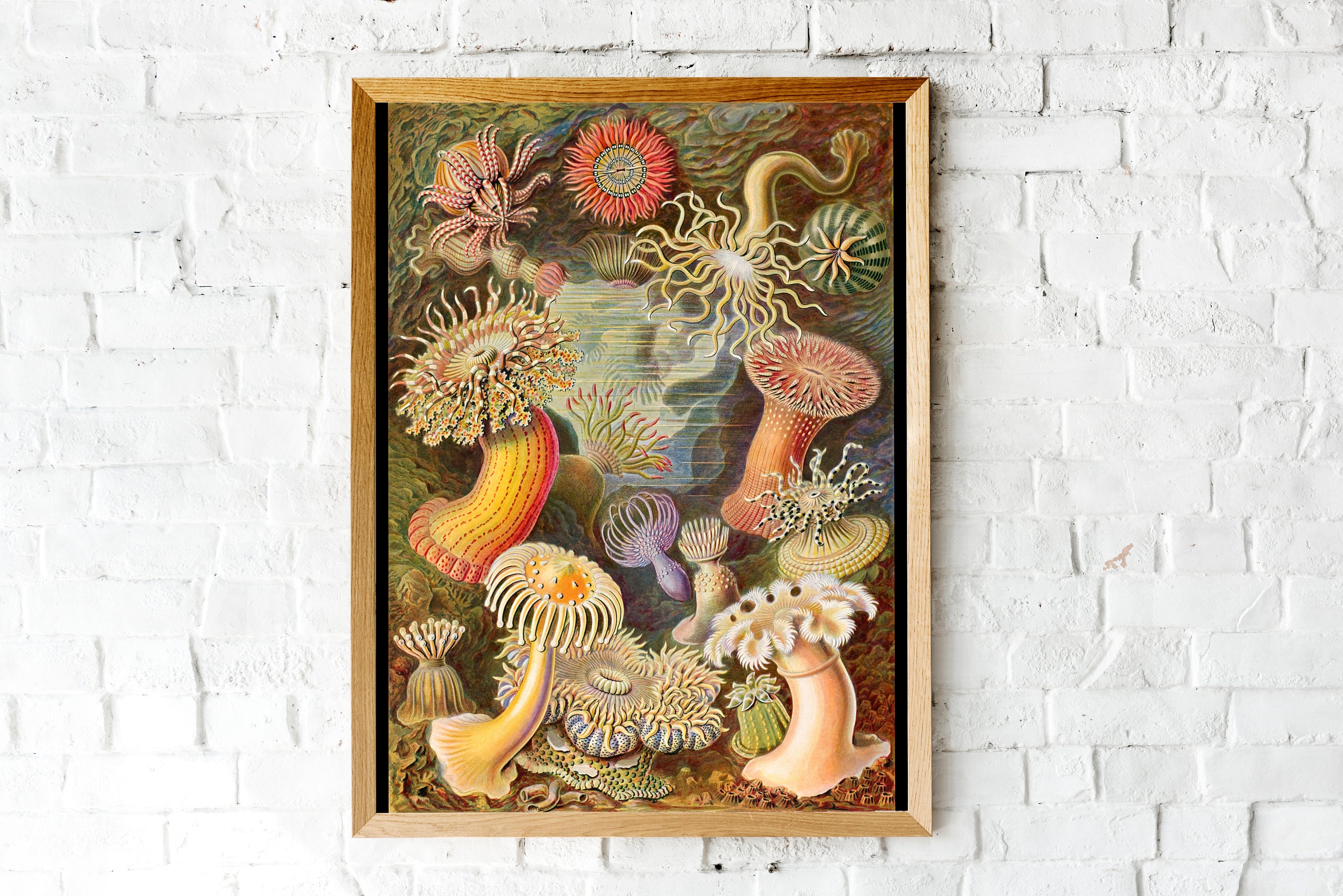 Sea Anemone Art Print, Sea Anemone Poster, Ernst Haeckel
