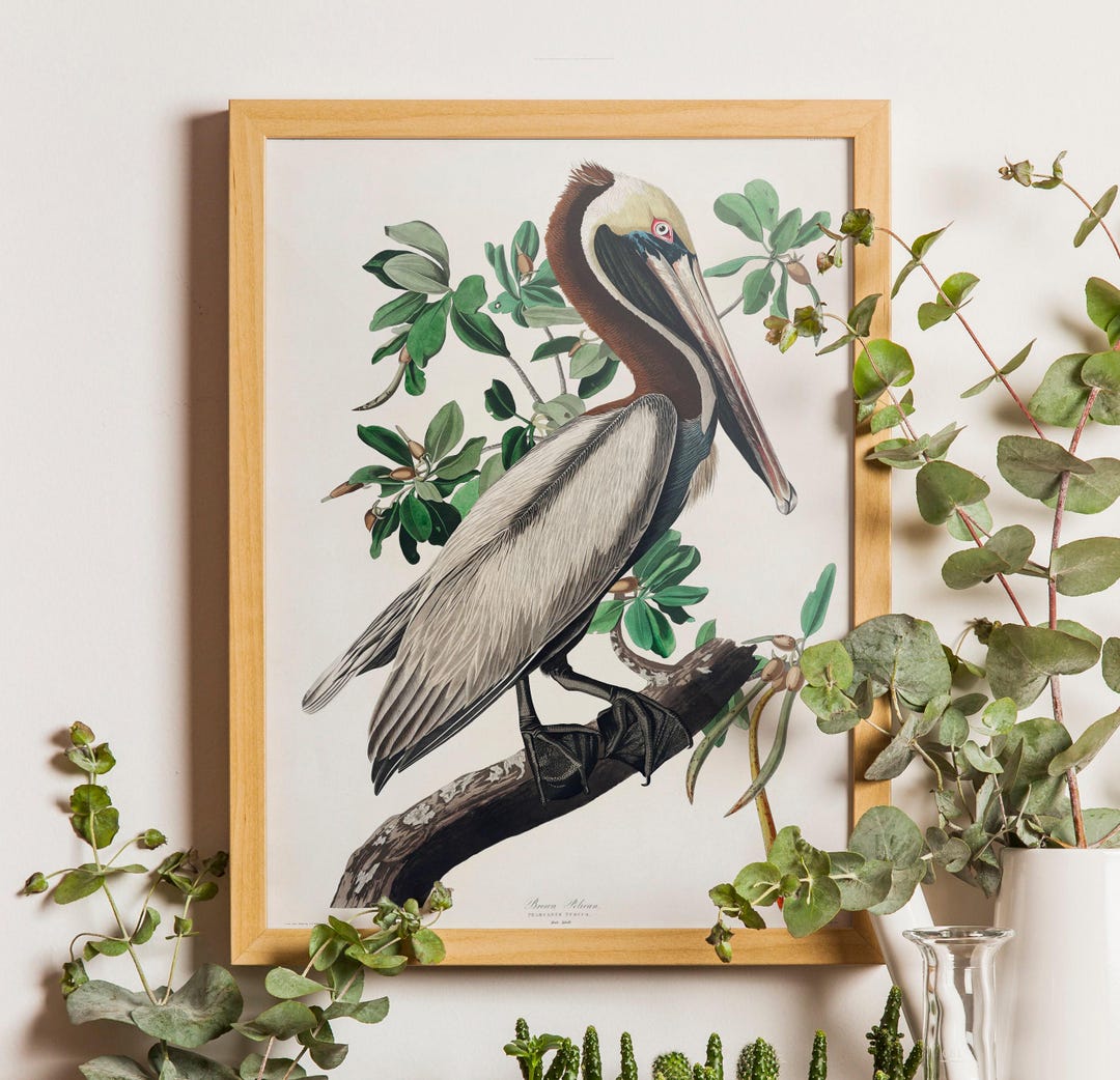 Vintage Audubon Brown Pelican Print, Coastal Bird Illustration - Etsy