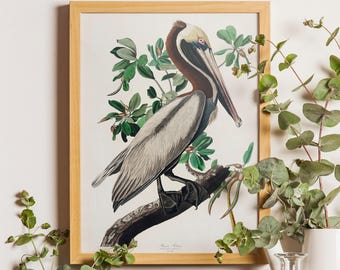 Vintage Audubon Brown Pelican Print, Coastal Bird Illustration