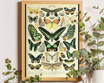Vintage Butterfly Print, Adolphe Millot Poster Vintage Bookplate Adolphe Millot Artwork Botanical Illustration Butterfly Poster Office decor