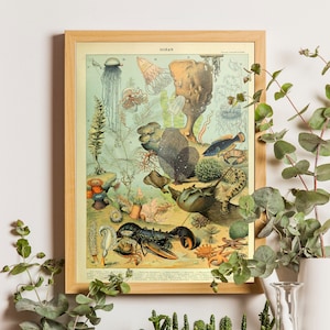 Póster de vida marina, arte oceánico, impresión de Larousse Adolphe Millot, ilustración científica de estilo vintage, vida marina, decoración costera, vida marina