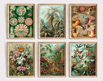 Haeckel Vintage Botanical Prints, Tropical Jungle Wall Art Set