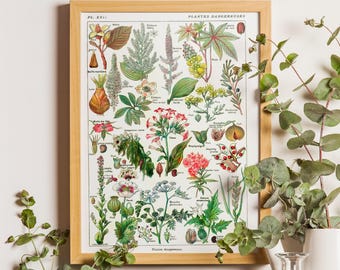 Vintage Dangerous Plants Botanical Chart Print, Poisonous Herbal Illustration, Victorian Wall Art Poster