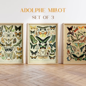 Estampa de borboleta vintage, conjunto de 3, estampas de Millot, gráficos de insetos franceses, ilustração de borboleta, pôster de biologia, decoração para casa, estampas botânicas