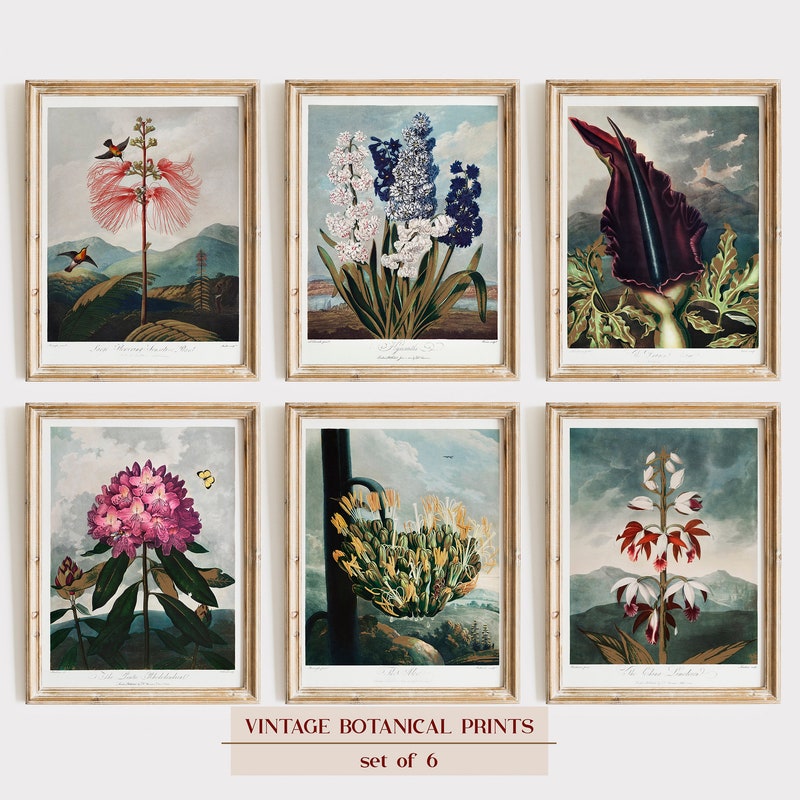 Botanical Prints Set of 6 - Etsy