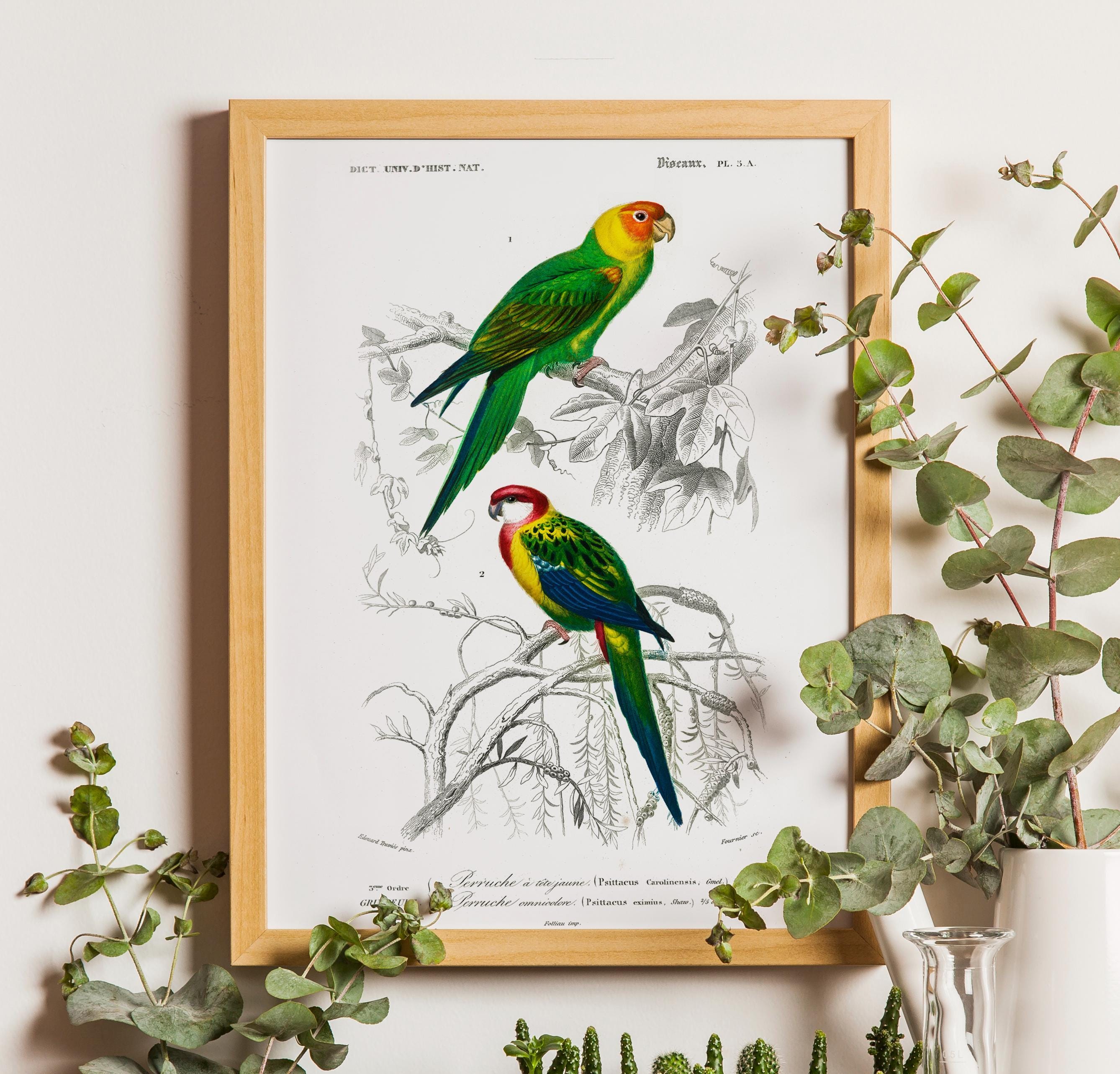 Vintage Parrot Print, Tropical Bird Poster, Charles Dessalines Art