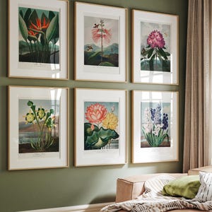 Botanical Prints Set of 6, Vintage Botanical Prints, Botanical Art Illustrations, Botanical Gallery Prints, Vintage Floral Art, SHIPPED