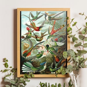 Vintage tropikalny wykres ścienny, Ernst Haeckel kolibrowy wydruk, Tropikalny ptak ścienny, Plakat vintage, Vintage ptak wydruk, Kolibry