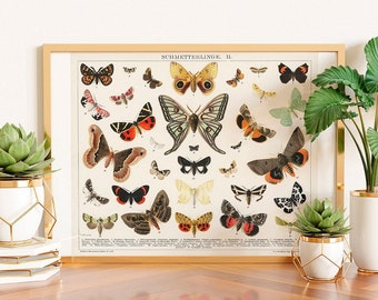 Vintage Butterfly Print - Schmetterlinge II Antique Butterfly and Moth Vintage Poster Office Decor Botanical Illustration Gift Idea Birthday