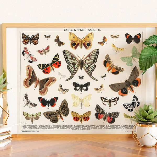 Vintage Butterfly Print - Schmetterlinge II Antique Butterfly and Moth Vintage Poster Office Decor Botanical Illustration Gift Idea Birthday