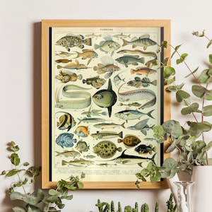 Fish posters, Poissons, Millot fishes, Millot vintage print, French Print, Sealife poster, Fisherman Gift, Illustration, Fish Gift, Unframed