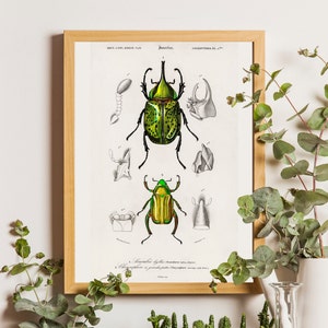 KÄFER Poster, Käfer Druck, Käfer Schaubild, Insekten Poster, Wissenschaftliche Zeichnung Druck, Naturgeschichte Dekor, Vintage Insekten Druck, Orbigny