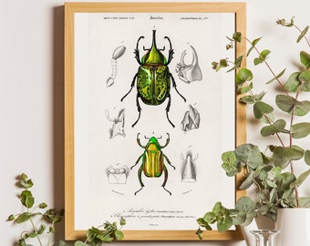 Póster de ESCARABAJOS, Impresión de escarabajos, Cuadro de escarabajos, Póster de insectos, Impresión de dibujo científico, Decoración de historia natural, Impresión vintage de insectos, Orbigny