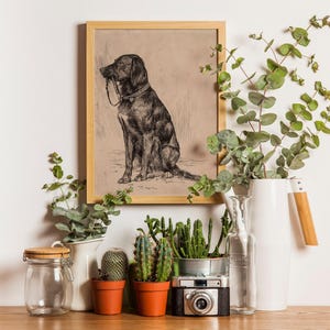 Black Labrador art print featuring a vintage dog painting in an antique animal portrait style. This farmhouse painting and detailed dog sketch makes a perfect dog lovers gift. High-quality dog print, SHIPPED ready to frame.