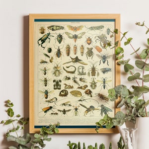 Vintage wetenschap print - Adolphe Millot poster insectenposter woondecoratie Larousse insecten illustraties cadeau-idee vintage insecten grafiek insecten