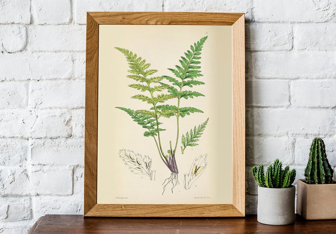 PRINTABLE Set of 15 Fern Images 1 Botanical Wall Art Set - Etsy