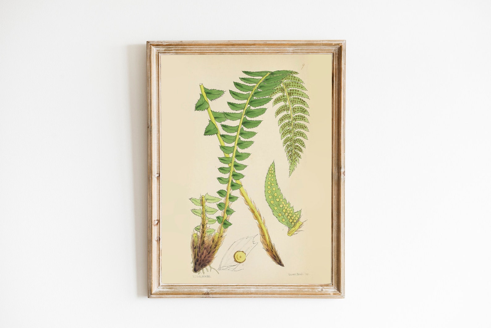 PRINTABLE Set of 15 Fern Images 3 Fern Posters Vintage | Etsy