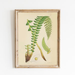 PRINTABLE Set of 15 Fern Images #3, Fern Posters, Vintage Leaf ...