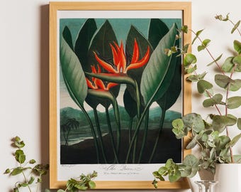 Bird of Paradise Flower Print, Vintage Botanical Wall Art