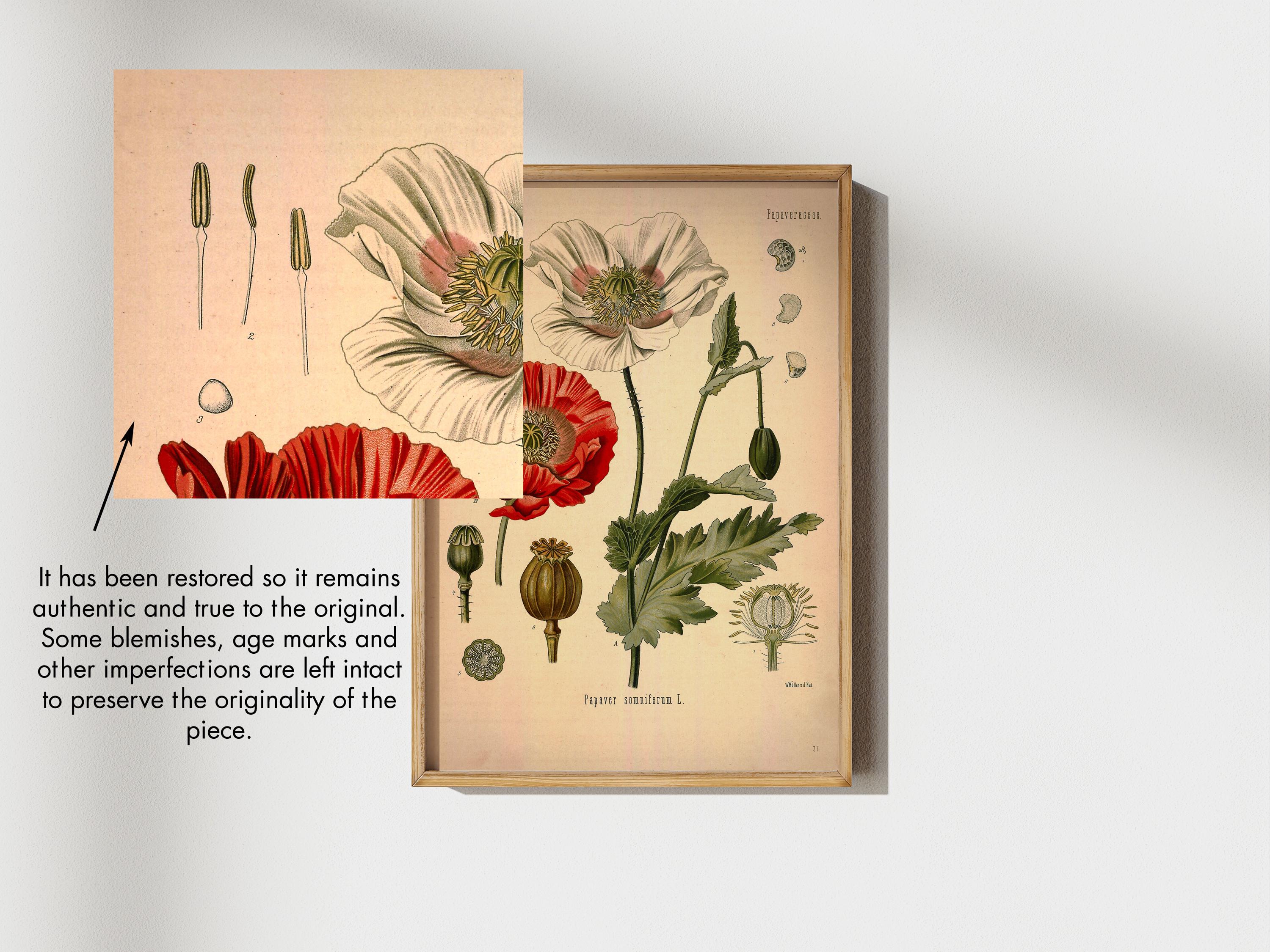 Botanical Poster Set of 6 Flowers, Gallery Wall Set, Botanical Prints ...