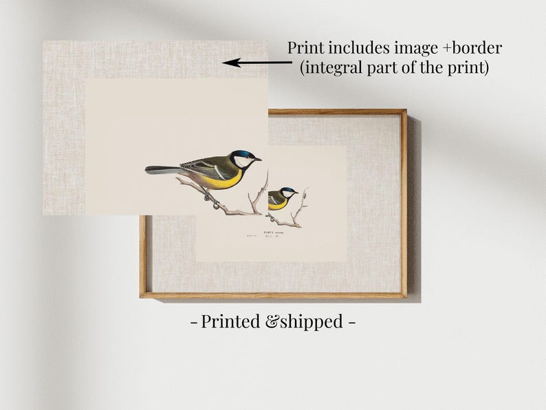 Antique bird prints set of 6, featuring vintage botanical illustrations perfect for a gallery wall. Farmhouse wall art style, ideal canvas art for living room wall decor. Printed and shipped.