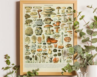 Vintage Mushroom Science Print, Adolphe Millot Botanical Illustration (1909)