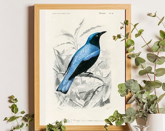 Impression d'art oiseau bleu, décoration d'oiseau de jardin, ornithologie, art oiseau de jardin, oiseaux vintage, impressions d'oiseaux vintage, impression vintage, oiseaux d'Orbigny