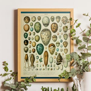 Vintage Egg Chart Print: Adolphe Millot Ornithology Poster