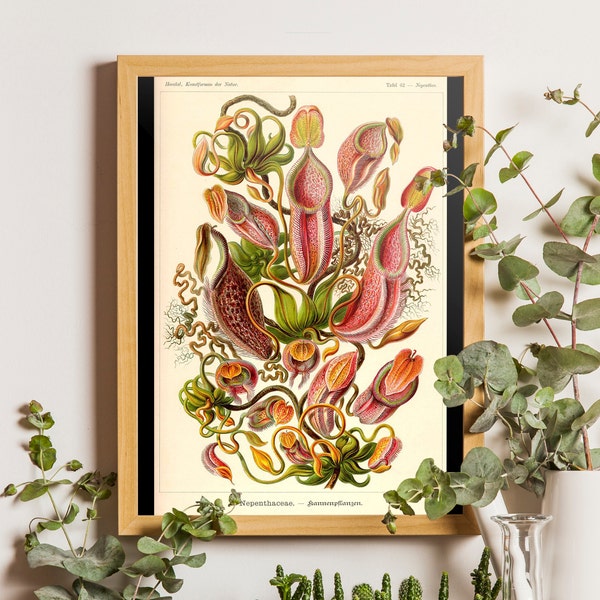 Vintage fleur impression - pichet plante affiche fleur affiche plante carnivore Ernst Haeckel affiche idée cadeau d'anniversaire cadeau de pendaison de crémaillère