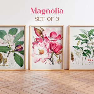 Juego de 3 láminas botánicas de magnolias, láminas artísticas, flores antiguas y hermosas, magnolia rosa, magnolia blanca, flor floreciente, láminas de magnolia