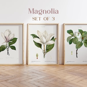Magnolia Prints Set of 3, Botanical Prints, Art Print, Botanical Print Set, Magnolia Wall Art, Redoute Botanical Prints, Magnolia Prints
