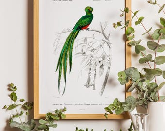 Vintage Parrot Print, Tropical Bird Poster, Charles Dessalines Art