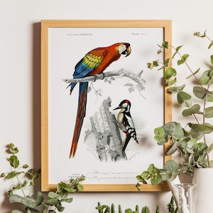 Póster tropical vintage, impresión de loro, ilustración de pájaro vintage, pájaro de la selva tropical, decoración de sala de estar, arte mural de aves, arte tropical costero
