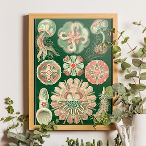 Grabado antiguo de medusas de Ernst Haeckel, litografía, arte de medusas, decoración costera, grabados de Ernst Haeckel, arte costero, grabado Art Nouveau