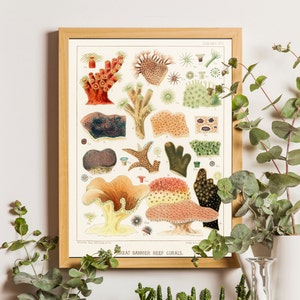 Vintage Coral Print, Great Barrier Reef, Vintage coral, Australian coral, Australian reef, Bahroom Decor, Beach house decor, Vintage print