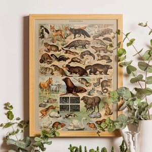 Vintage animal print, Wild animals, Wild nature, Animal Poster Art, Animals Chart Print, Educational Diagram, Botanical art, Forest Animals