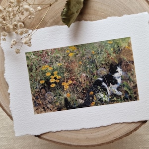 Gatto nel prato estivo, Dipinti floreali con gatti, Carta da parati con bordo a doghe, Stampa a olio di un gatto, Dipinti floreali con un gatto, Decorazioni rustiche con gatti