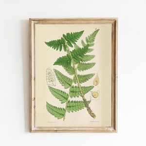 PRINTABLE Set of 15 Fern Images #2, Botanical Wall Art Fern Posters ...