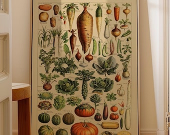 Vintage Botanical Vegetable Print, Antique French Garden Wall Art (Printed)