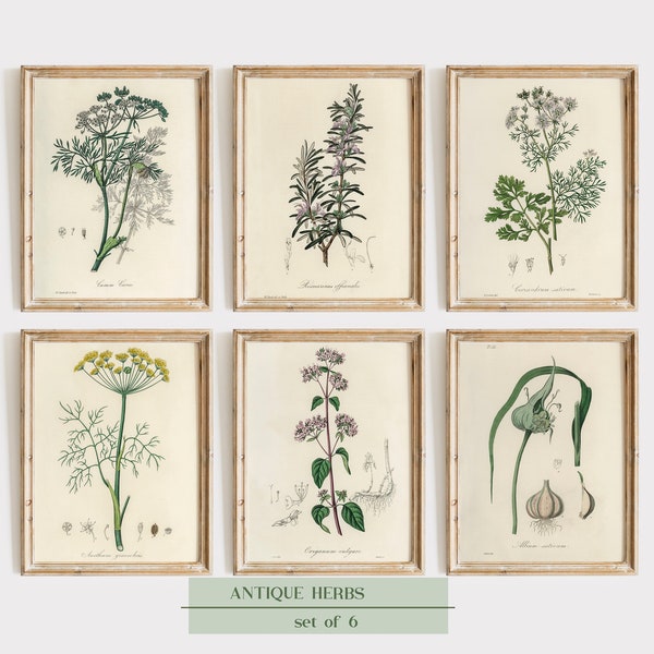 Ensemble de 6 gravures d'herbes anciennes, ensemble de galerie de plantes médicinales vintage, gravures d'herbes, gravures botaniques, ensemble d'impressions botaniques, art mural de cuisine