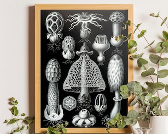 Ernst Haeckel Mushroom Print, Vintage Botanical Fungi Art