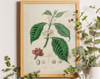 Vintage Coffee Plant Print: Botanical Kitchen Decor